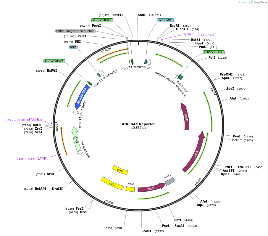 78222-plasmid-map-sequence-id-178106