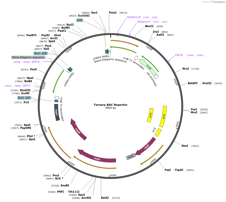 78220-plasmid-map-sequence-id-178108
