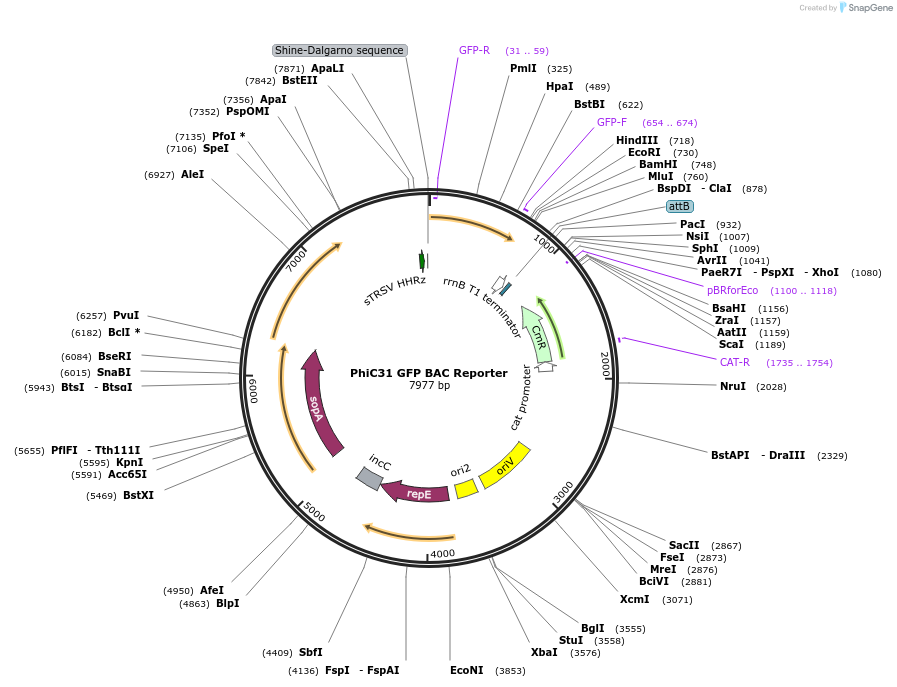 78214-plasmid-map-sequence-id-178111