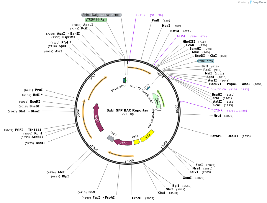 78212-plasmid-map-sequence-id-178112
