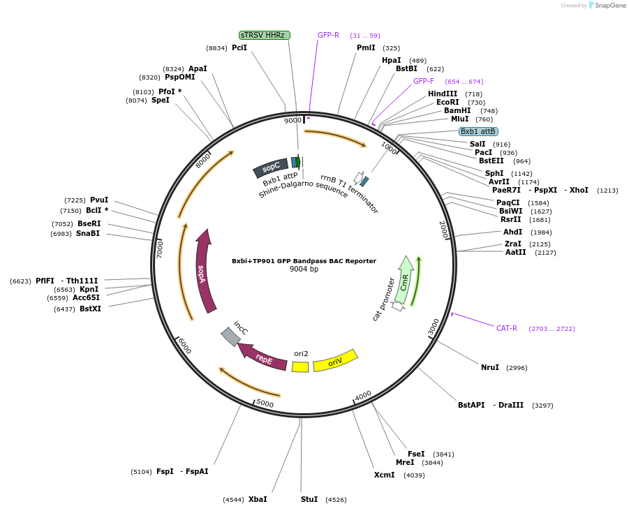 78229-plasmid-map-sequence-id-178113