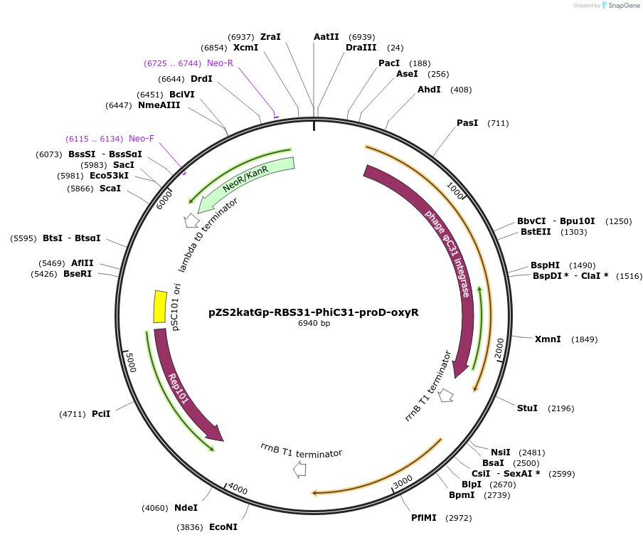 78213-plasmid-map-sequence-id-178138
