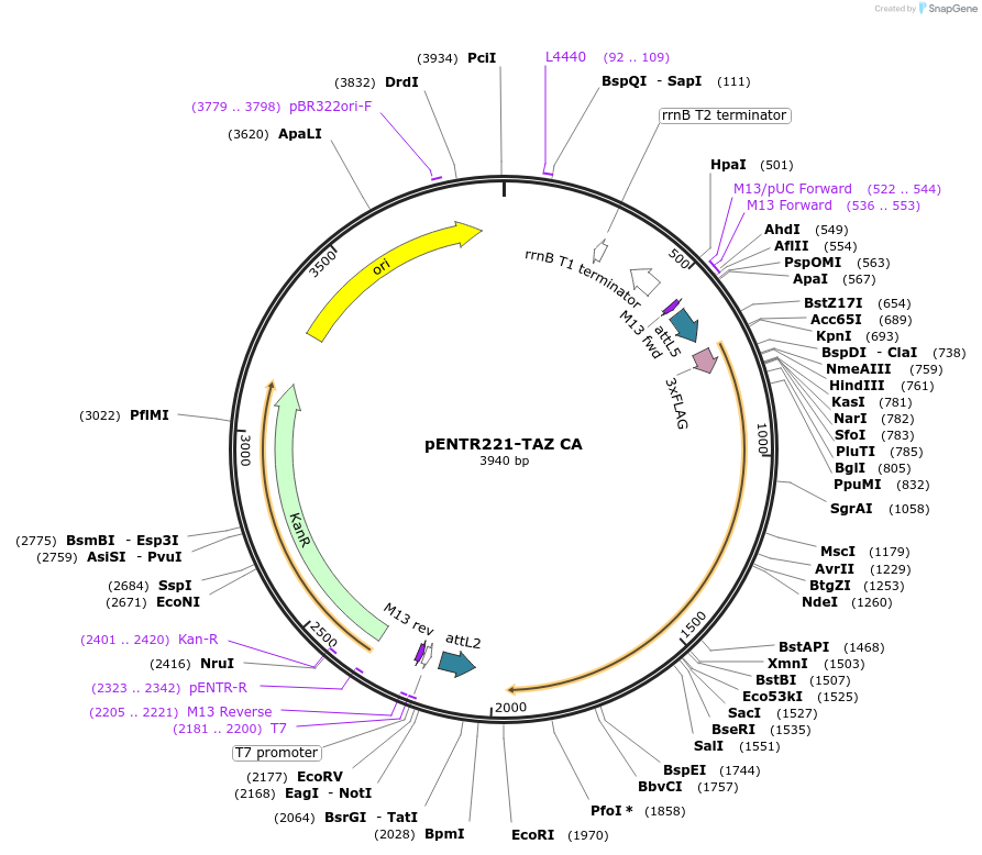 79504-plasmid-map-sequence-id-178164