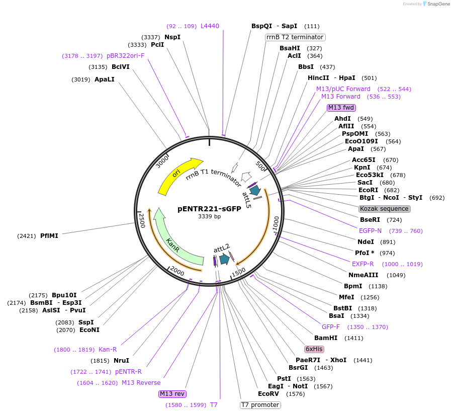 79508-plasmid-map-sequence-id-178165