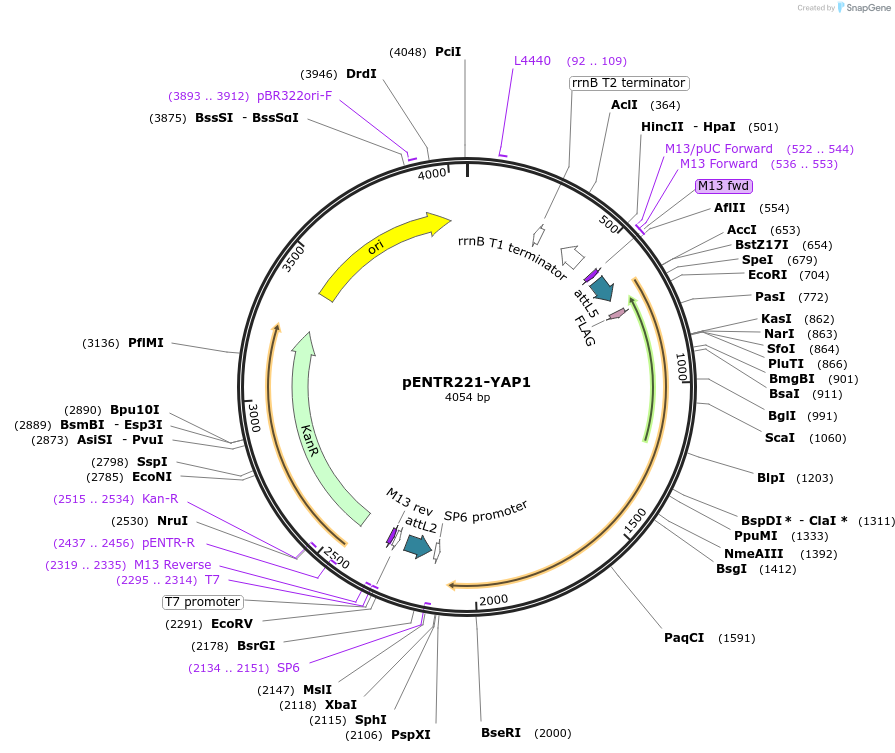 79503-plasmid-map-sequence-id-178169