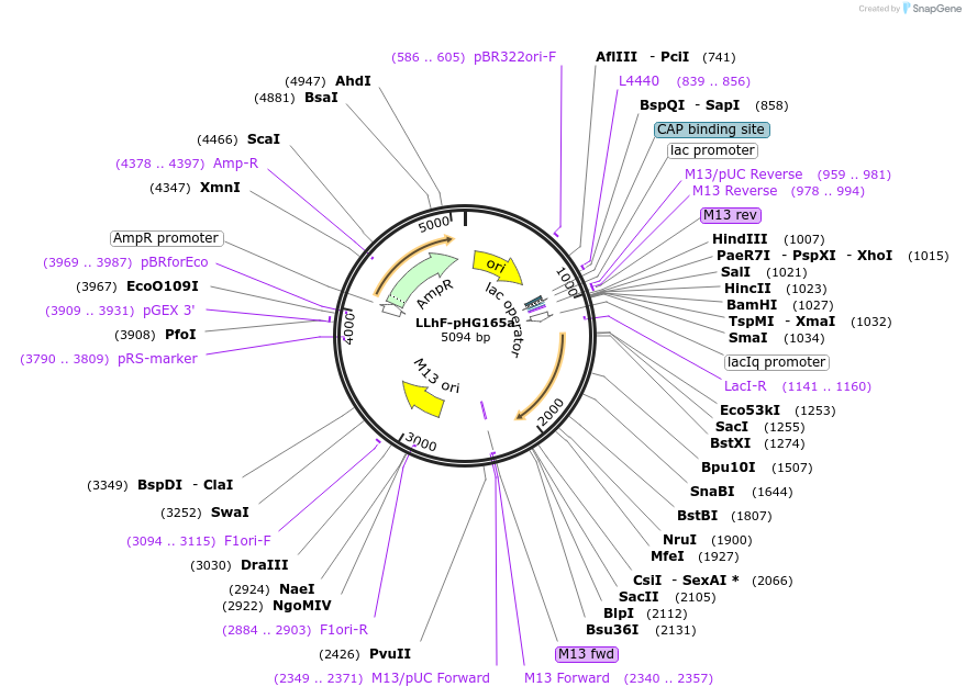 90041-plasmid-map-sequence-id-178170