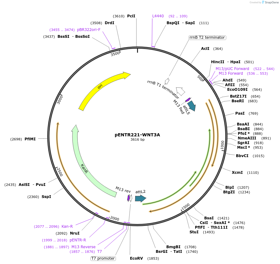 79501-plasmid-map-sequence-id-178175