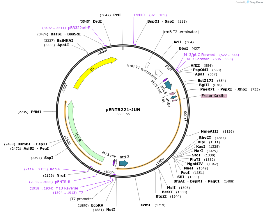 79512-plasmid-map-sequence-id-178180