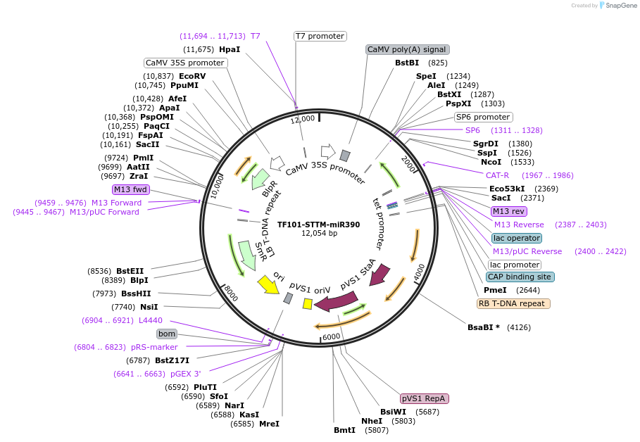 84812-plasmid-map-sequence-id-178184