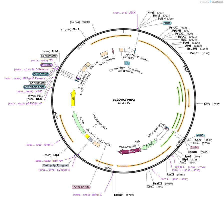 91700-plasmid-map-sequence-id-178191