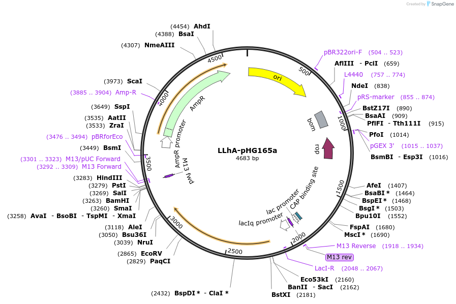 90044-plasmid-map-sequence-id-178197