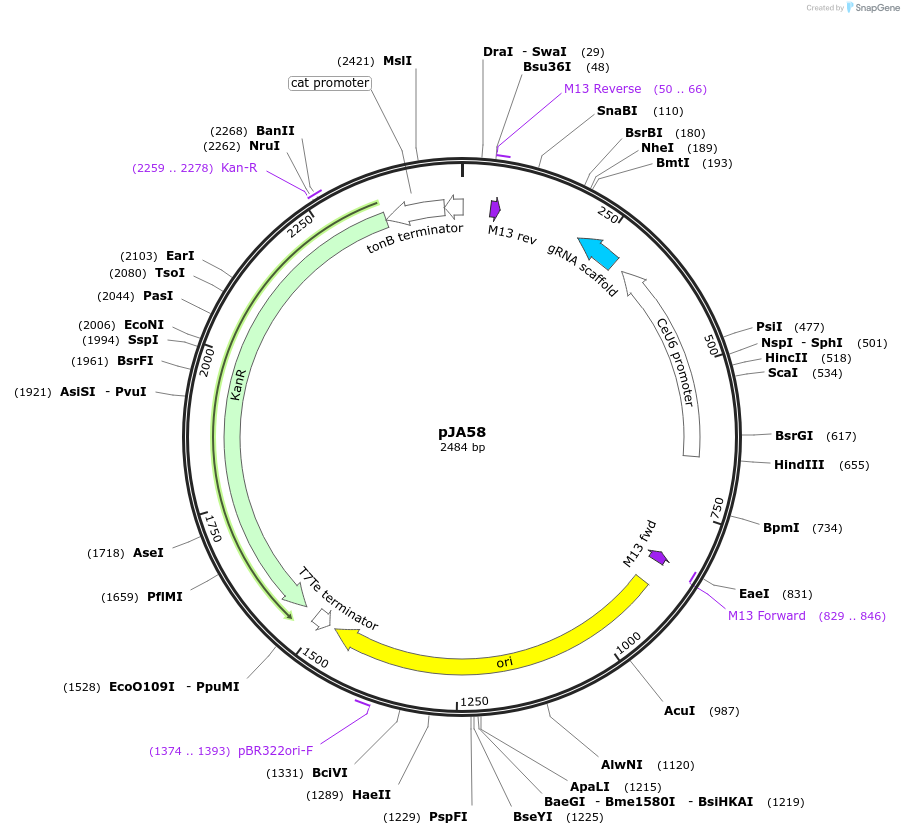 59933-plasmid-map-sequence-id-178199