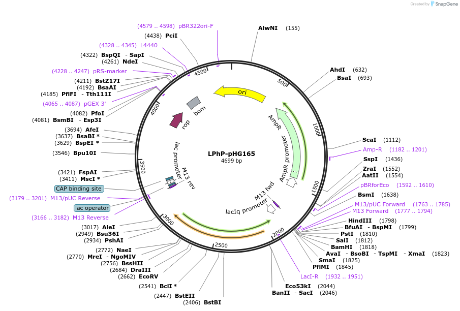 90047-plasmid-map-sequence-id-178208
