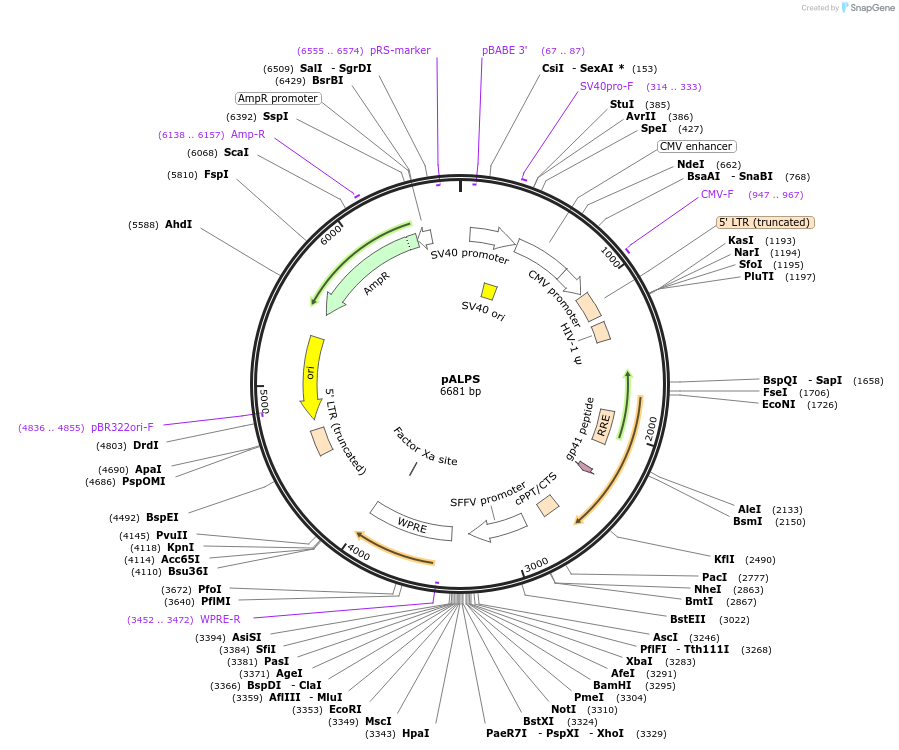 90996-plasmid-map-sequence-id-178215