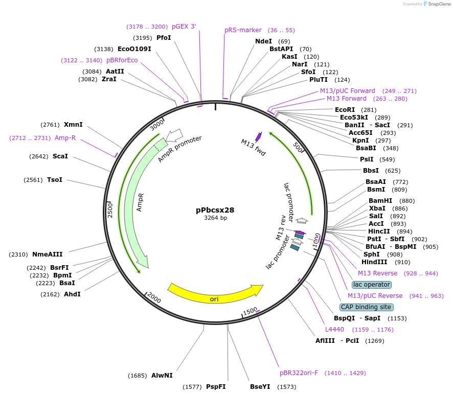 89909-plasmid-map-sequence-id-178223
