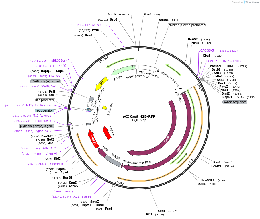 92397-plasmid-map-sequence-id-178235