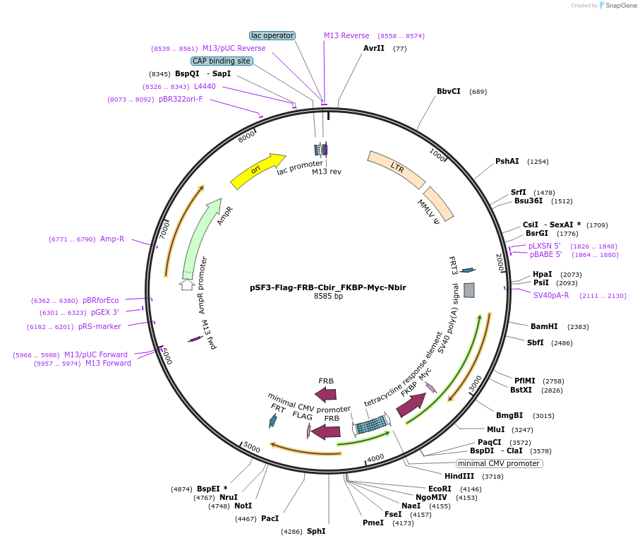 90009-plasmid-map-sequence-id-178255