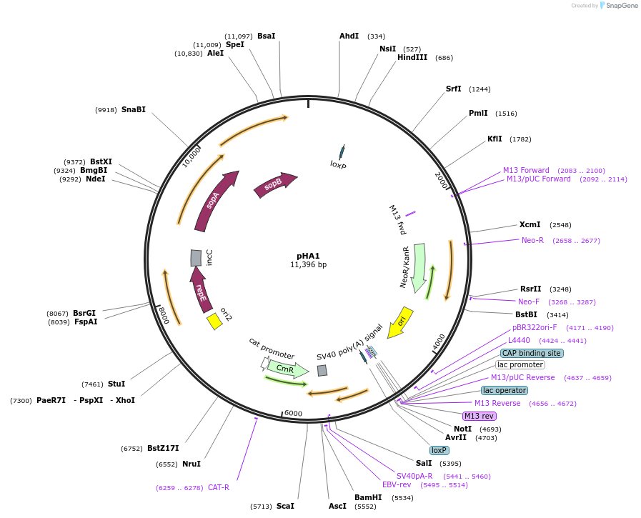 85709-plasmid-map-sequence-id-178293