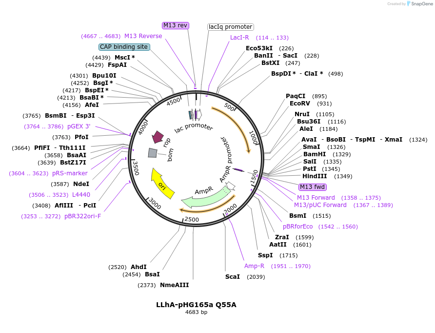 90052-plasmid-map-sequence-id-178295
