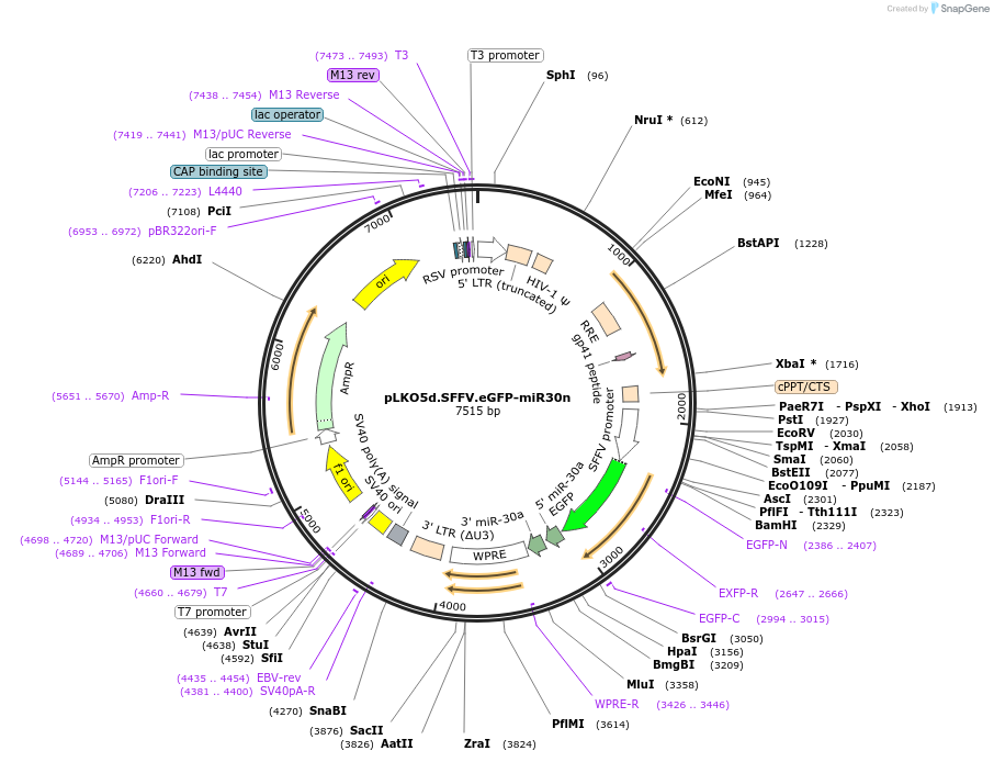 90333-plasmid-map-sequence-id-178323