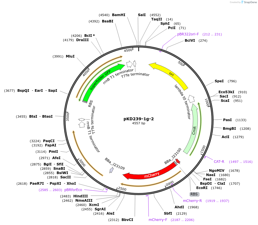90959-plasmid-map-sequence-id-178329