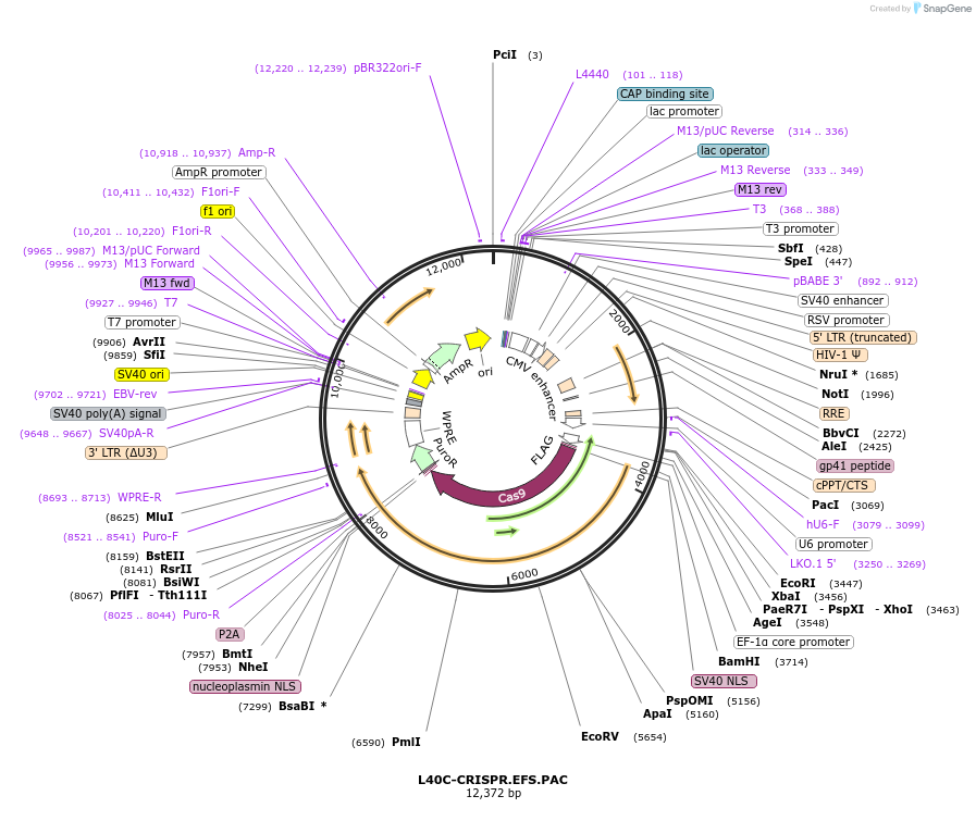 89393-plasmid-map-sequence-id-178332
