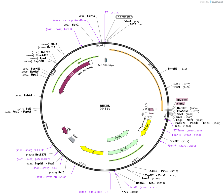 38890-plasmid-map-sequence-id-178339