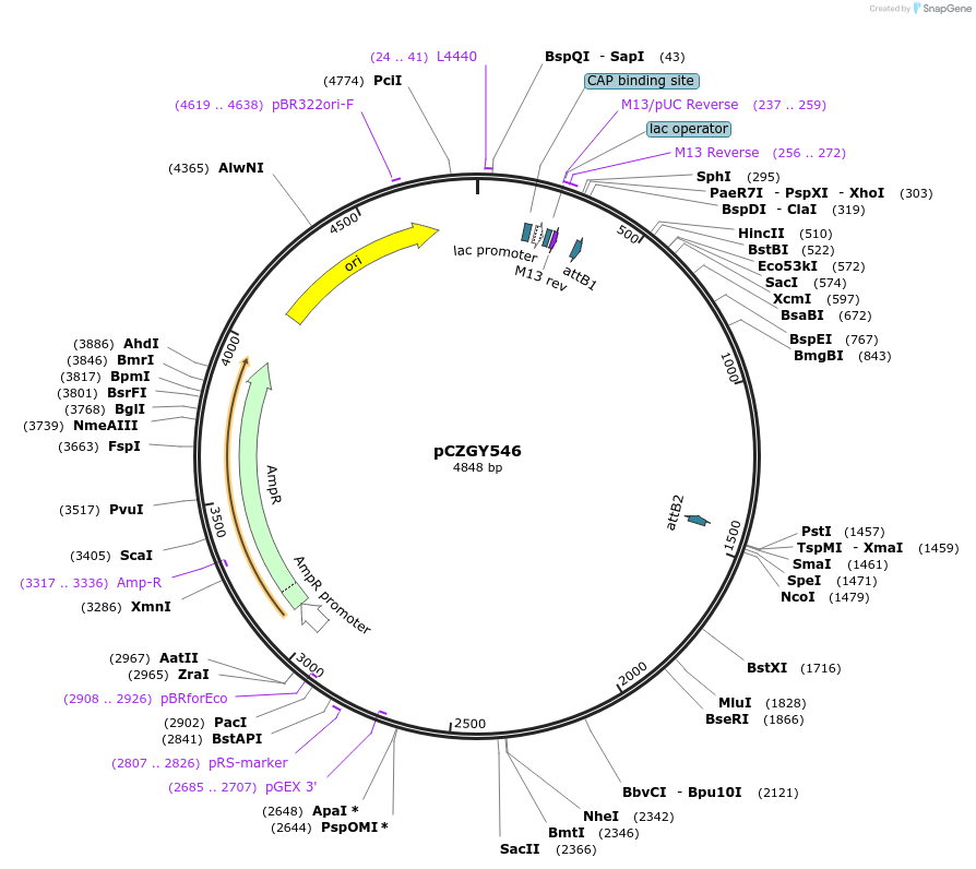 90466-plasmid-map-sequence-id-178369