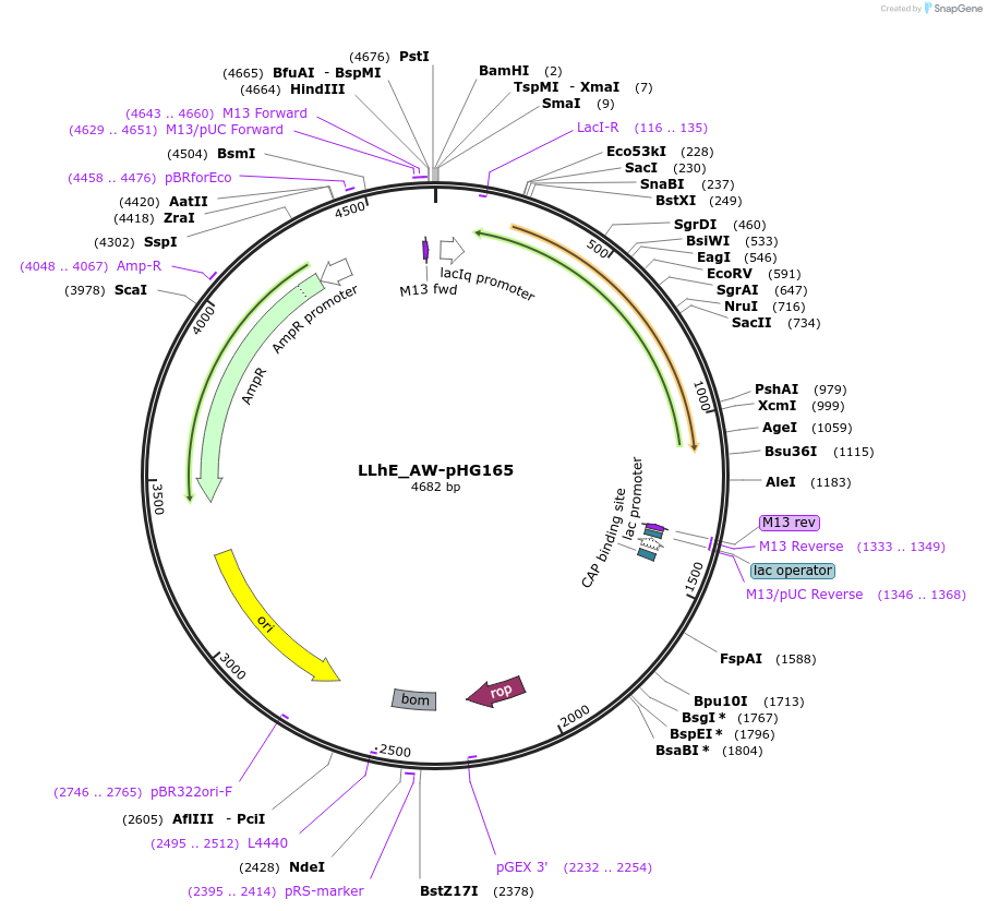 90062-plasmid-map-sequence-id-178393