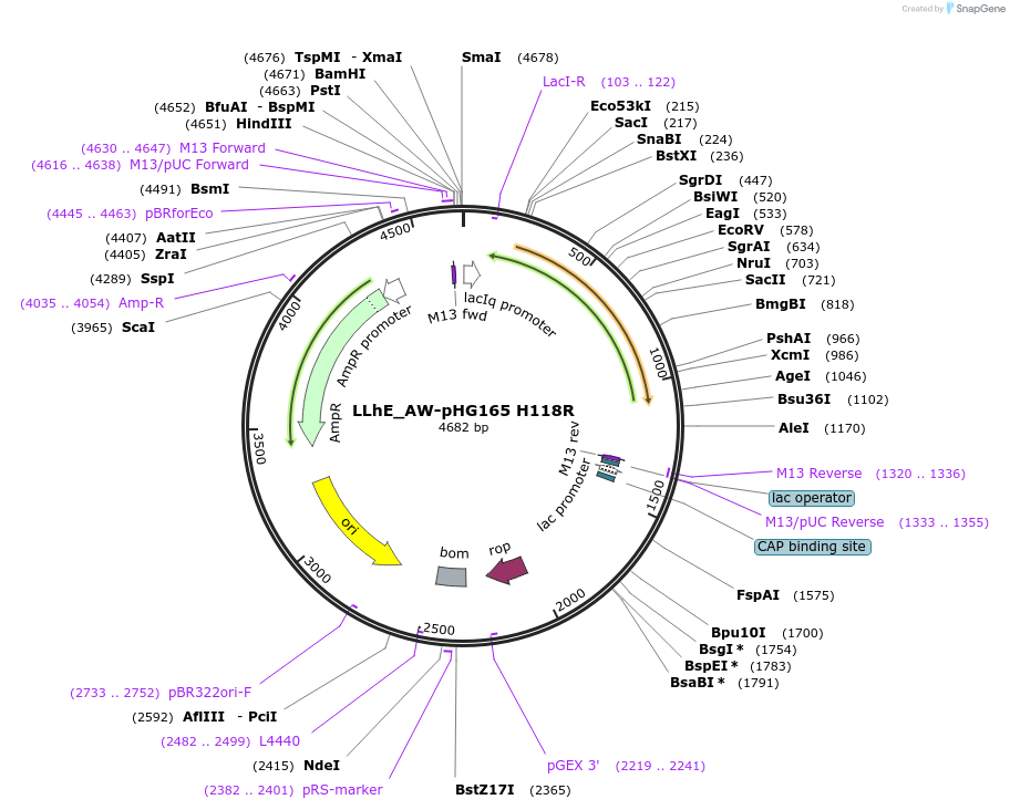 90063-plasmid-map-sequence-id-178396