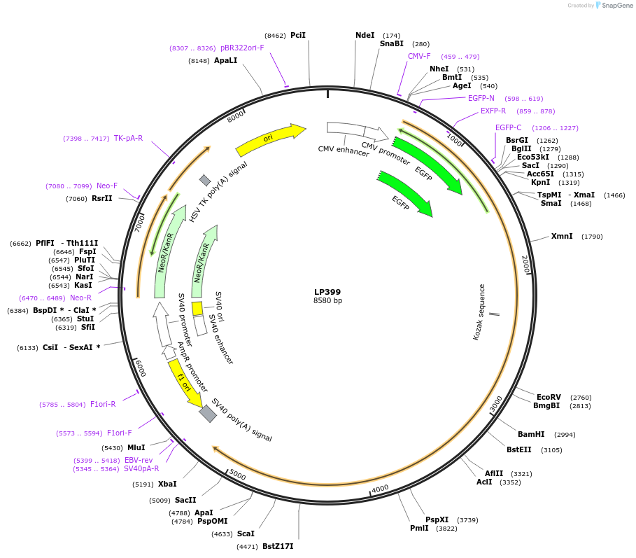 90176-plasmid-map-sequence-id-178423
