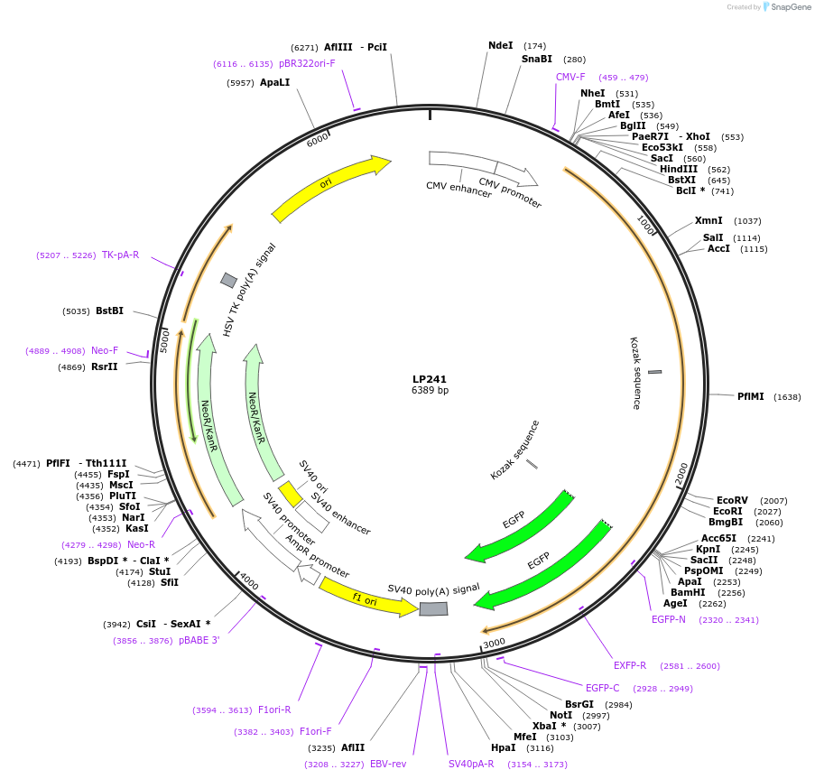 90173-plasmid-map-sequence-id-178425