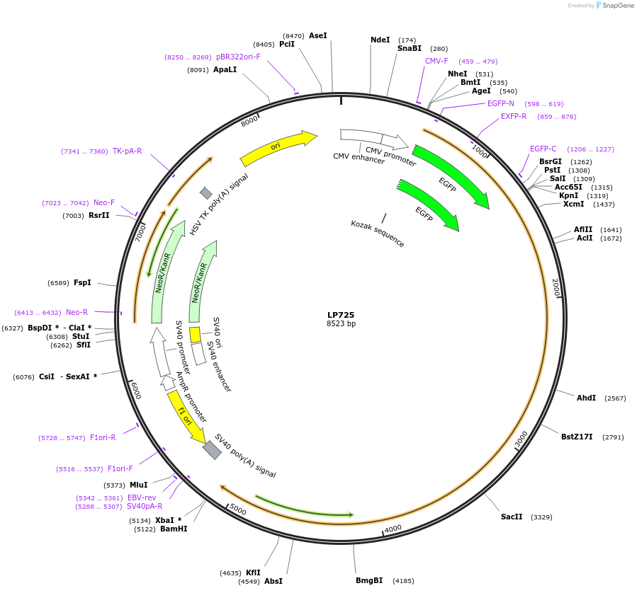 90182-plasmid-map-sequence-id-178444