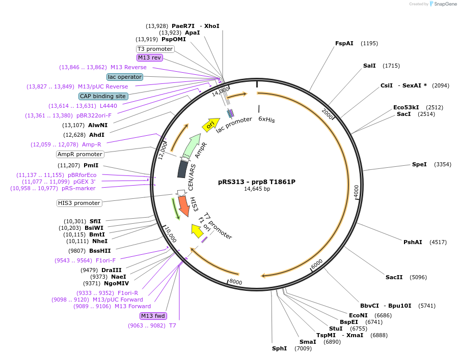 90971-plasmid-map-sequence-id-178484
