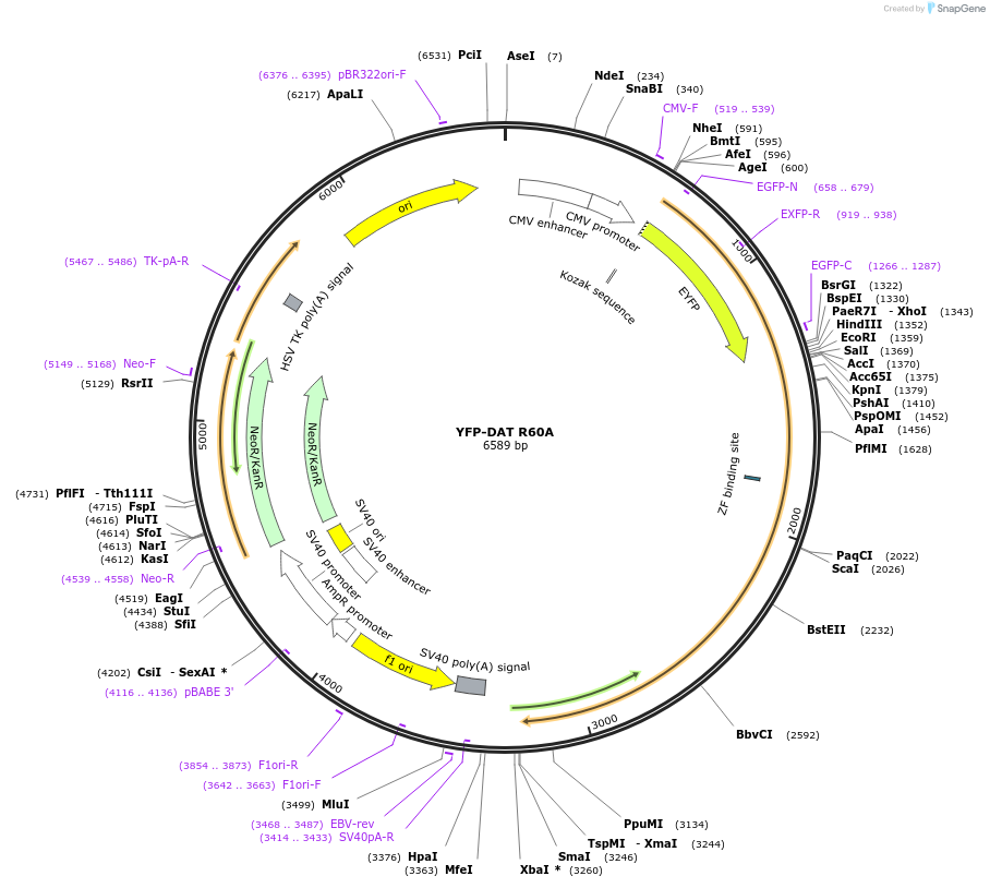 90247-plasmid-map-sequence-id-178488