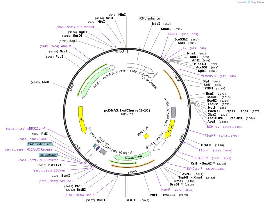 70222-plasmid-map-sequence-id-178500