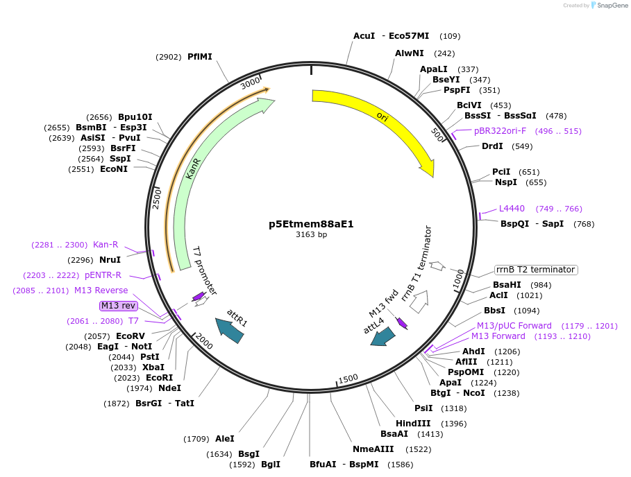 90112-plasmid-map-sequence-id-178508