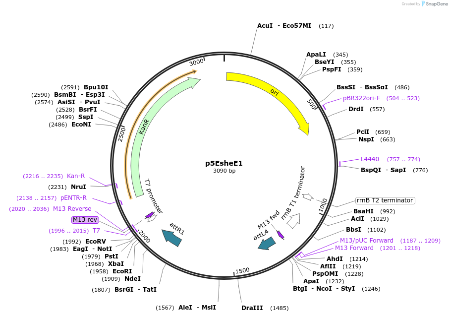 90116-plasmid-map-sequence-id-178514