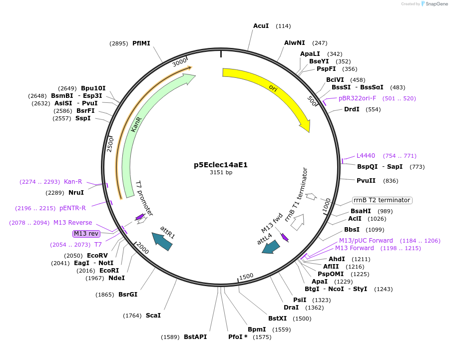 90117-plasmid-map-sequence-id-178515