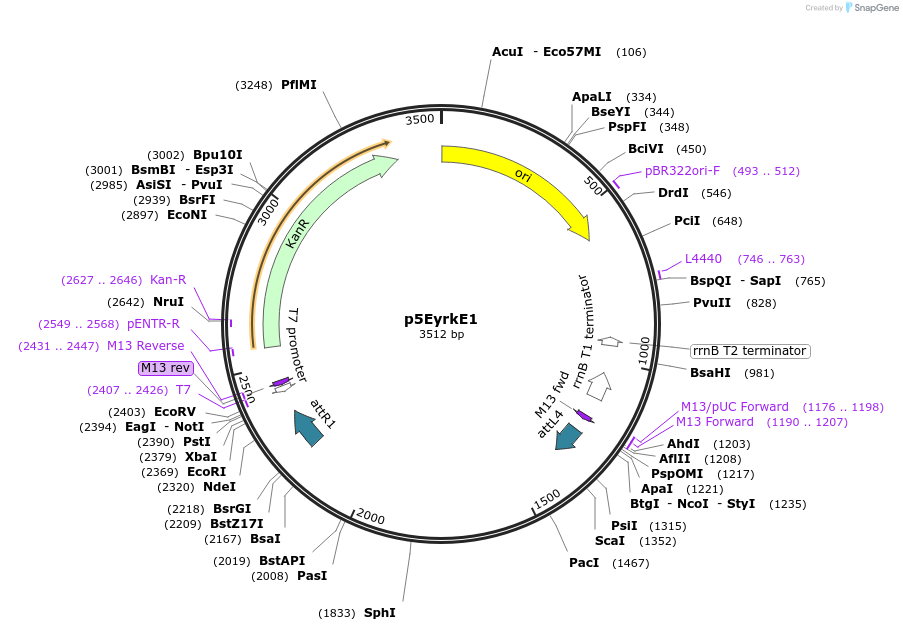 90119-plasmid-map-sequence-id-178519