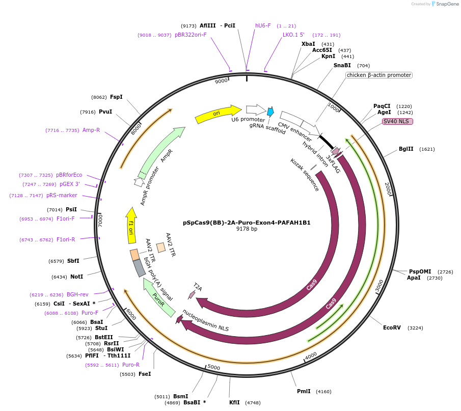 92433-plasmid-map-sequence-id-178521