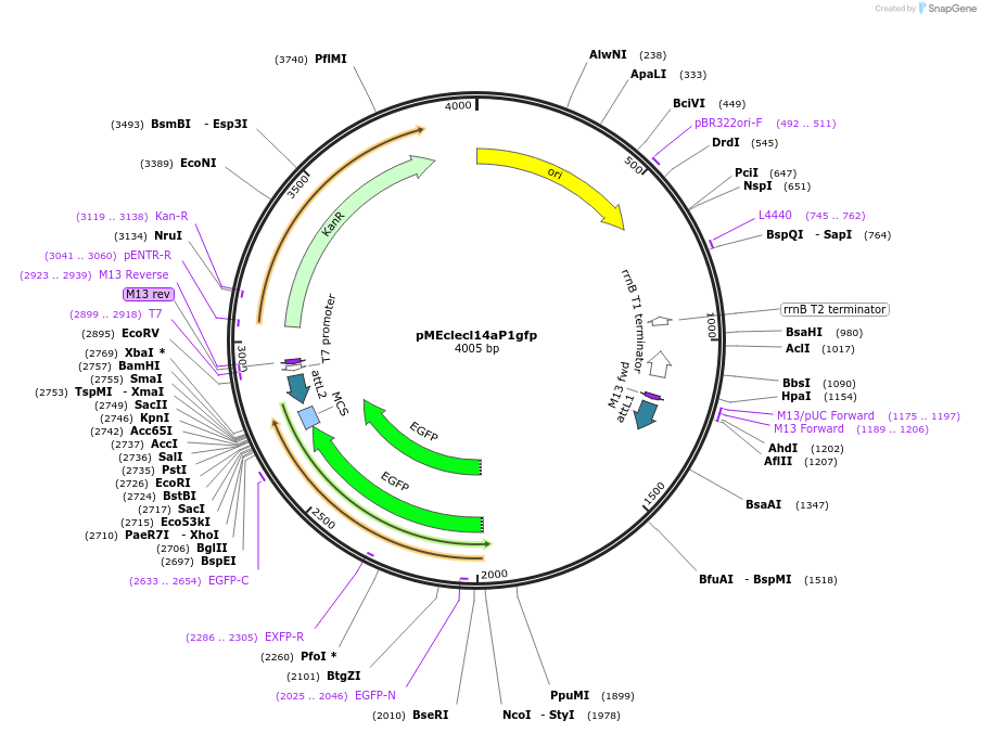 90123-plasmid-map-sequence-id-178530
