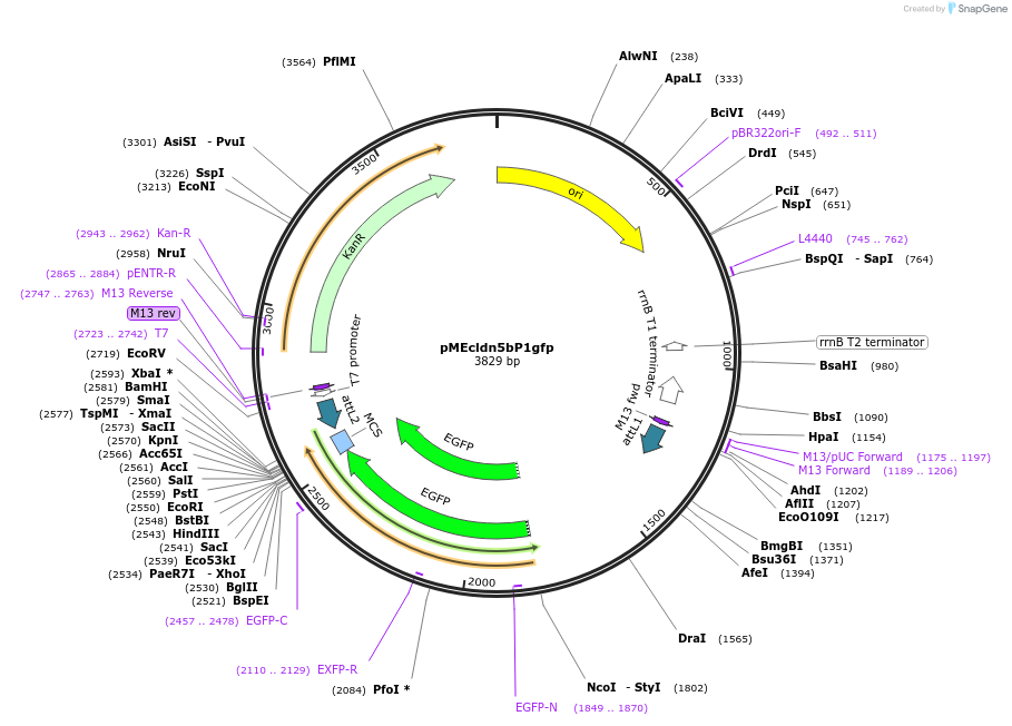 90124-plasmid-map-sequence-id-178533