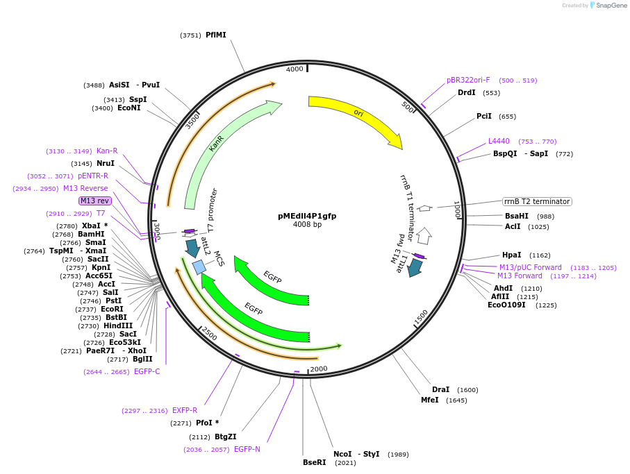 90125-plasmid-map-sequence-id-178534