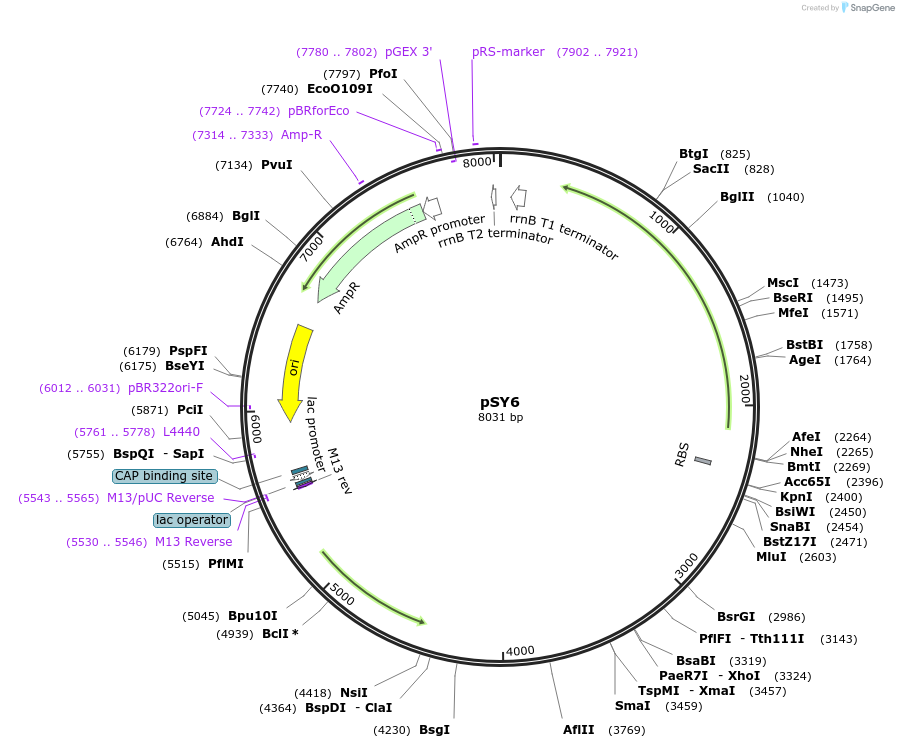 90482-plasmid-map-sequence-id-178574