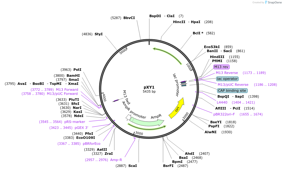 90487-plasmid-map-sequence-id-178575