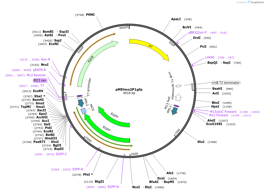 90127-plasmid-map-sequence-id-178589