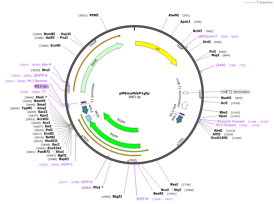 90128-plasmid-map-sequence-id-178592