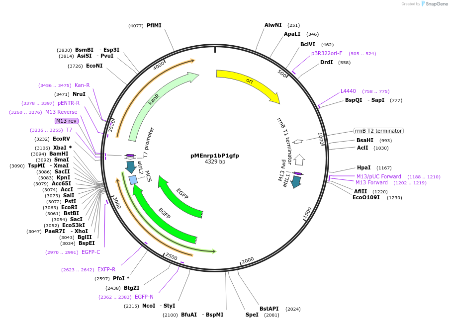 90129-plasmid-map-sequence-id-178593