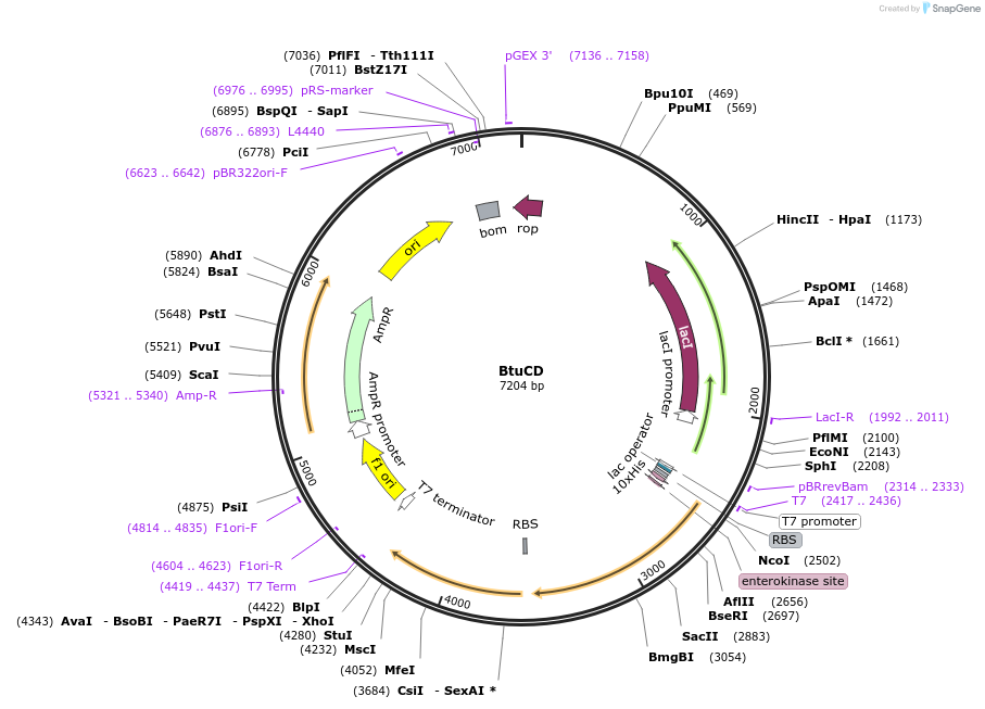 92208-plasmid-map-sequence-id-178594